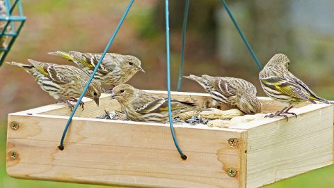 Pine Siskins by Bob Vuxinic via Birdshare.