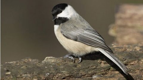 carolina chickadee by Will Hershberger/Cornell Lab