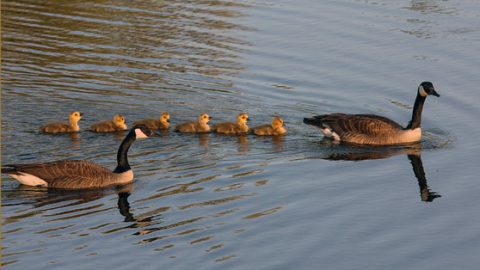 canada geese by Laura Erickson