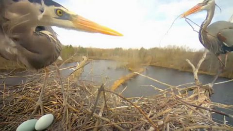 great blue herons via cornell lab bird cams