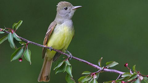 great crested flycatcher by Dan Behm