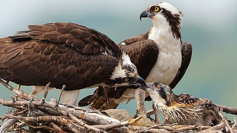 osprey by Kim Taylor