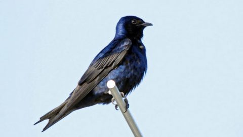 purple martin by Jim Paris