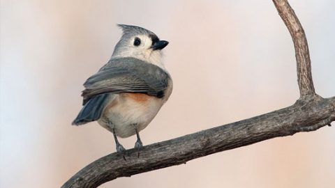 tufted titmouse by Kelly Colgan Azar