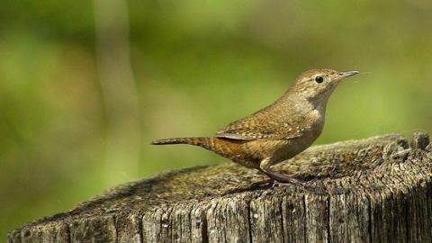 house wren by stephen