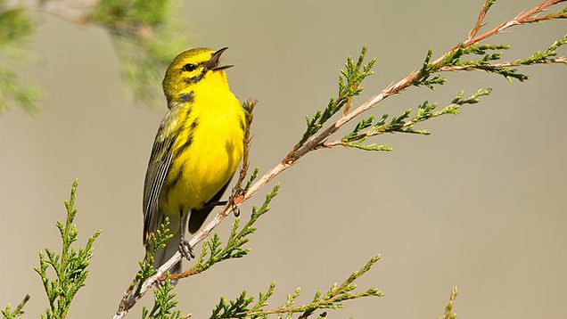 Prairie Warbler by Joshua Clark via Birdshare.