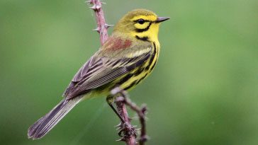 Prairie Warbler