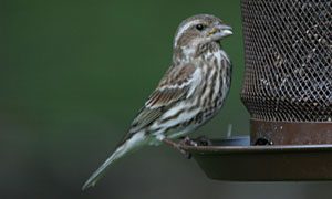 female purple finch