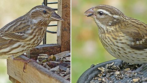 A female Purple finch, left, and a female Rose-breasted Grosbeak