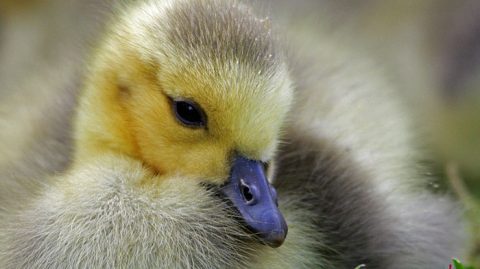 Baby birds are cute but need expert care; find a licensed and trained person to care for them. Photo by Brian Hampson via Birdshare.