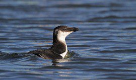 Why Did Razorbills Invade Florida in 2012?