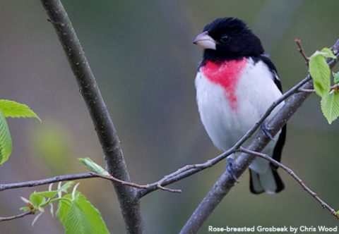 Rose-breasted Grosbeak