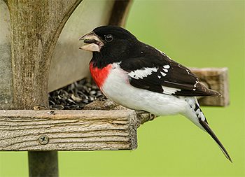 Grosbeaks' big beaks make short work of crushing seed hulls. Here, a Rose-breasted Grosbeak, found in eastern states, takes advantage of a feeder full of sunflower seed. In the west, look out for Black-headed Grosbeaks at your feeders.