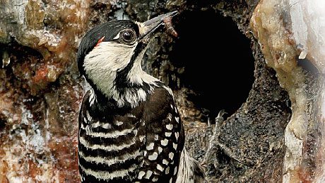 Red-cockaded Woodpecker. Photo by Martjan Lammertink.