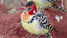 Red-and-yellow Barbets on a termite mound in Kenya