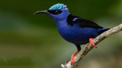 red-legged honeycreeper by Kacau Oliveira