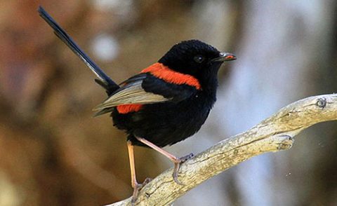 Red-backed Fairywren