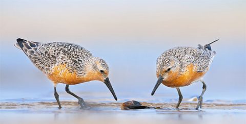 Red Knots