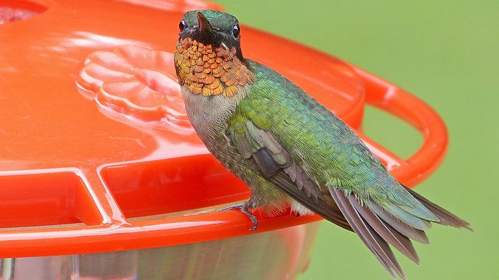 Though hummingbirds are attracted to the color of red, there is no need to color their nectar red. Photo by Bob Vuxinic via Birdshare.