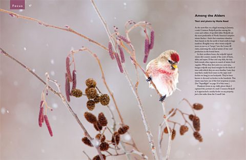 Common Redpoll