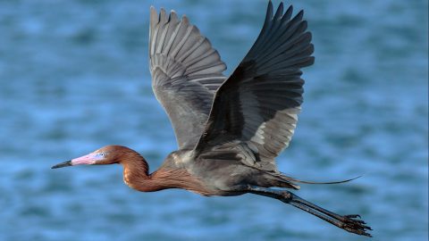 Reddish Egret by Duc Dinh