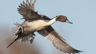 DUCKS, GEESE, AND SWANS OF NORTH AMERICA by Guy Baldassarre