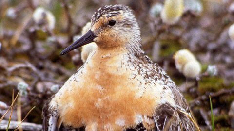 Red Knot by Mark Peck