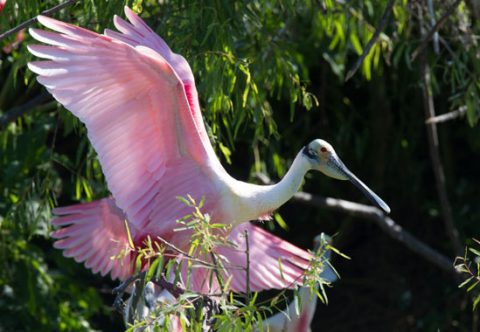 Roseate Spoonbill