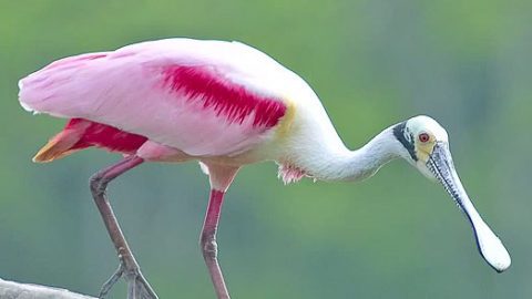 Roseate Spoonbill