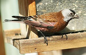 gray-crowned rosy-finch at hopper feeder