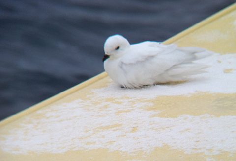 Snow Petrel