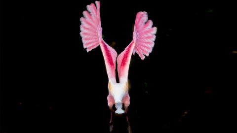 Roseate Spoonbill by Steve Allen