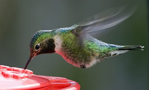 Ruby-throated Hummingbird