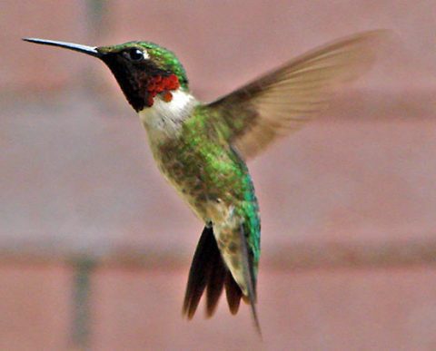 Ruby-throated Hummingbird in flight