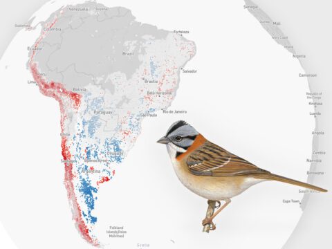 eBird Trends map for the Rufous-collared Sparrow, gray map with red dots. Rufous-collared Sparrow illustration, bird is brownish-cream with a stripey back, red neck and gray, black and white striped head.