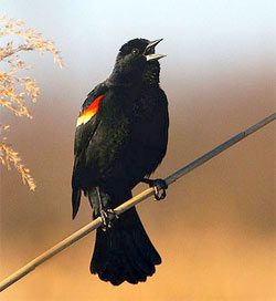 Red-winged Blackbird