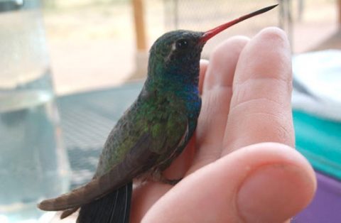 Broad-billed Hummingbird