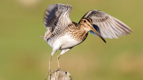 South American Snipe by Fernando Farias/Macaulay Library