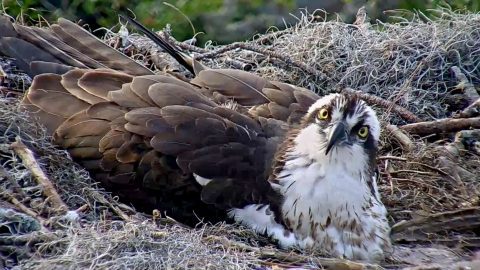 Savannah nest Osprey on bird cams