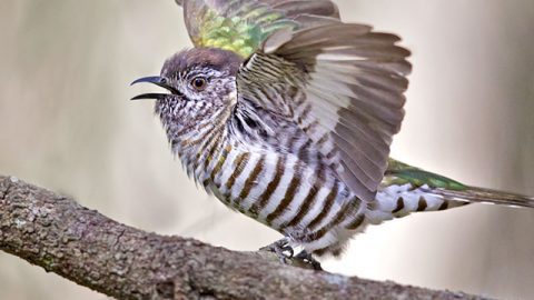 Shining Bronze-Cuckoo nu Mat Gilfedder/Macaulay LIbrary, ML173816071