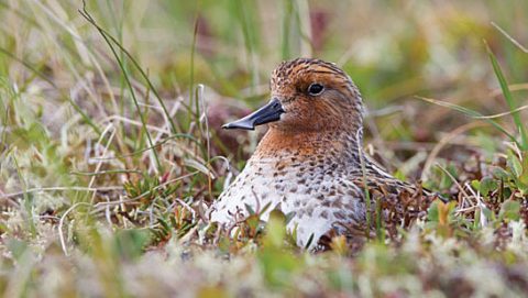 The endangered Spoon-billed Sandpiper.