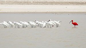 Scarlet Ibis, White Ibis, Snowy Egrets