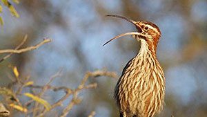 Scimitar-billed Woodcreeper