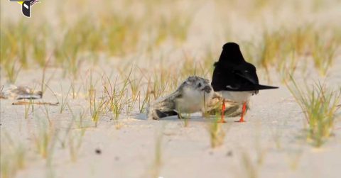 Black Skimmer chick begging for food