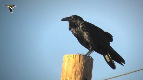 Common Raven by Kevin McGowan