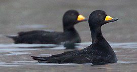 Sea Ducks From Carolinas and Georgia Coast