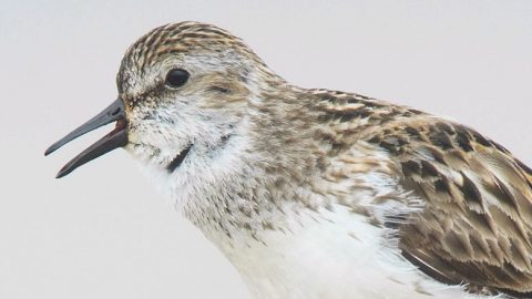 Semipalmated Sandpiper