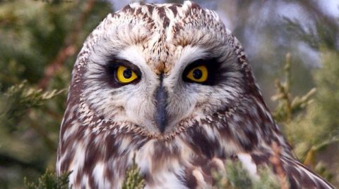 short-eared owl by Sandra and Frank Horvath via Great Backyard Bird Count photo contest