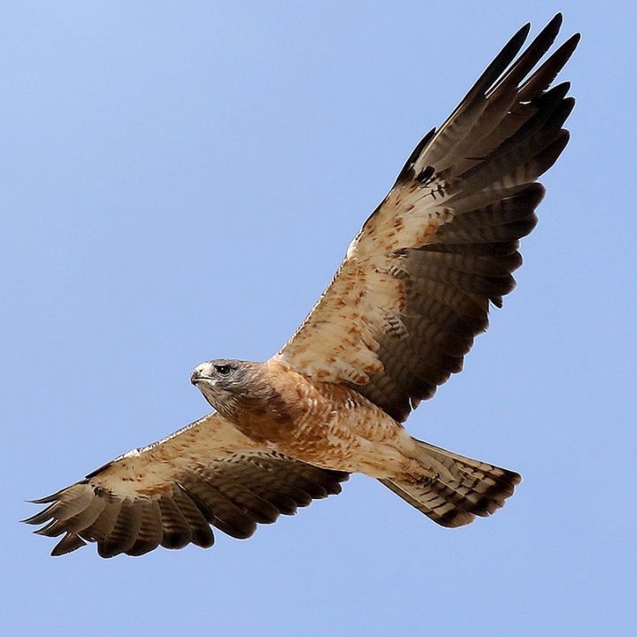 Swainson’s Hawks have narrower, more pointed wings. Swainson’s Hawk by Steve Bennett/Macaulay Library