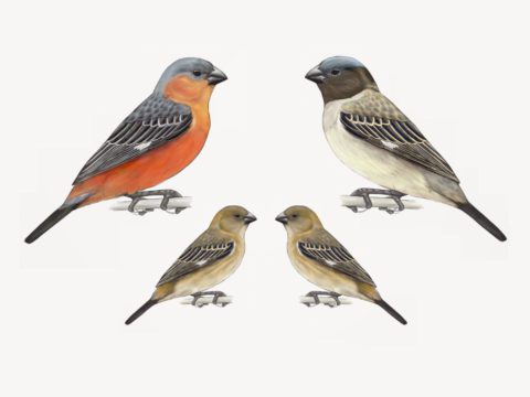 two species of south american seedeater birds, showing males and females